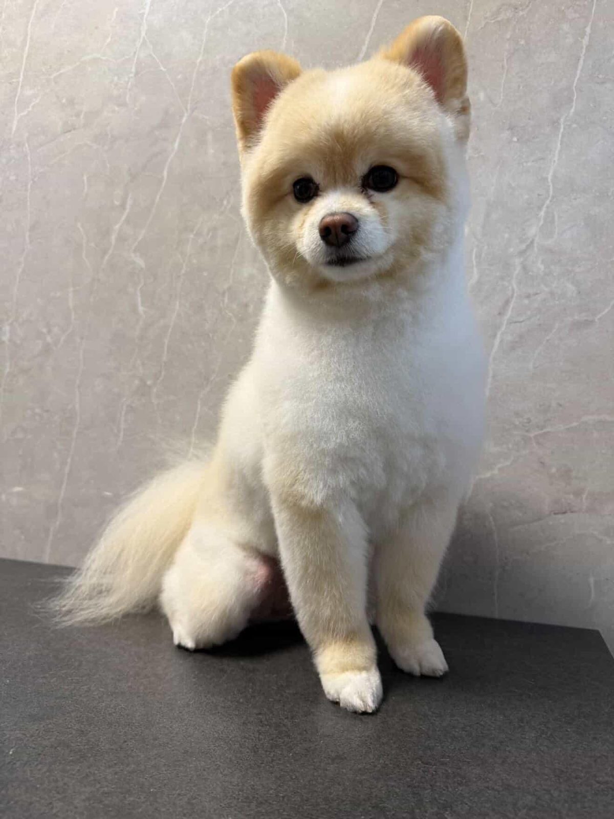 Royal Pet Spa, Spa & massage, Skopje