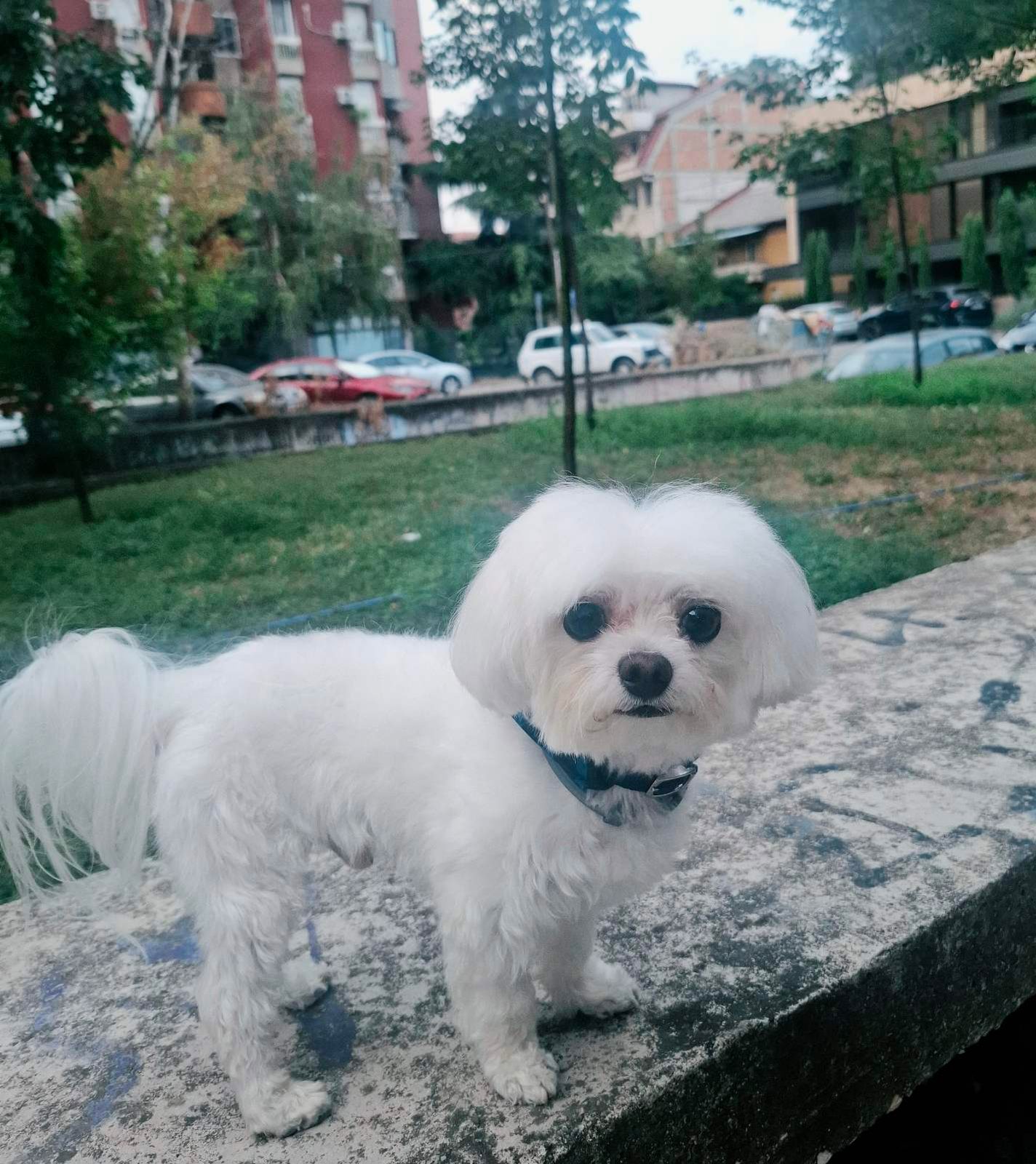 Royal Pet Spa, Spa & massage, Skopje